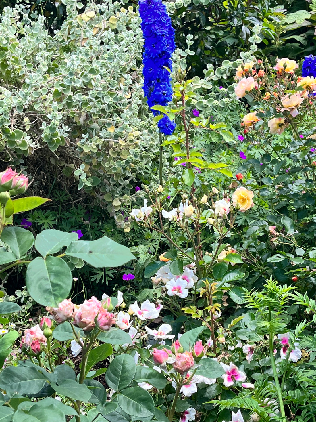 New Zealand Gardening - Goodshit
